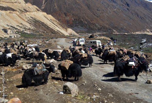 Loaded Yaks and herders taking rest during lunchtime at Chopta Valley situated at 16,000 ft altitude in North Sikkim. Yaks carry loads for the Indian army guarding the upper part of Indo-China border.
