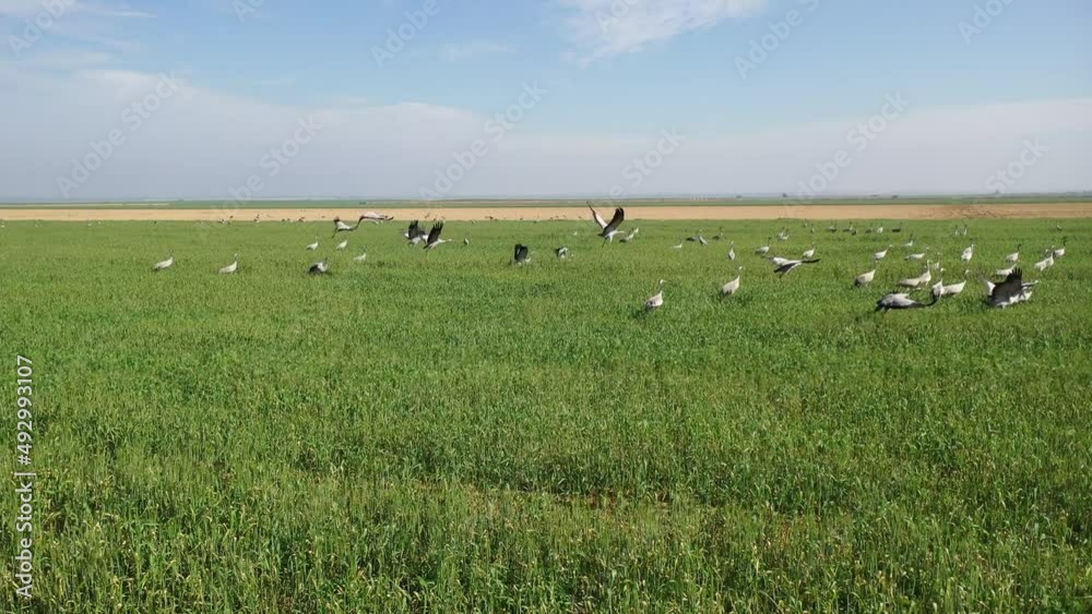 Crane birds in a green Wheat field Crane birds in a green Wheat field