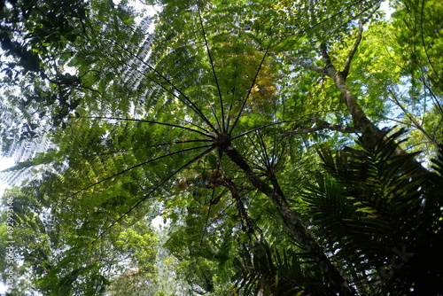 The towering ferns and shade the surrounding area.