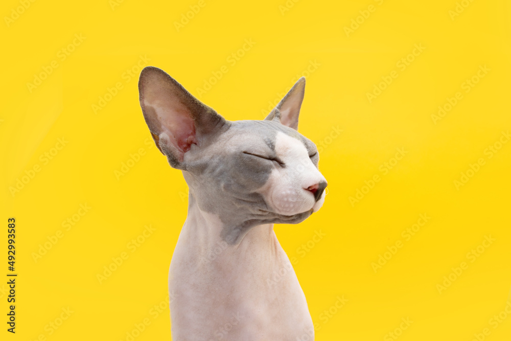Profile sphynx cat looking away. Isolated on yellow colored background