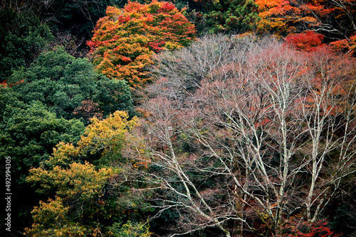 The Autumn season leaf in Japan