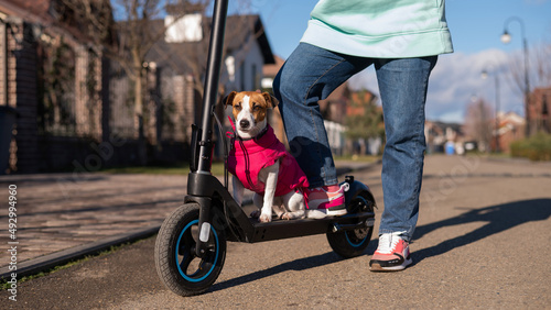 A woman rides an electric scooter around the cottage village with the Dog. Jack Russell Terrier in a pink jacket on a cool autumn day. © Михаил Решетников