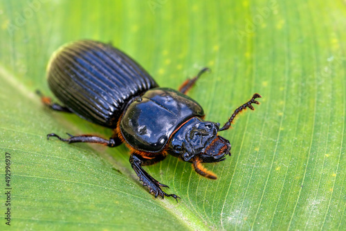 Big beetle, insect Patent-leather beetle or horned passalus (Odontotaenius disjunctus) walking on green leaf, San Gerardo Costa Rica wildlife photo