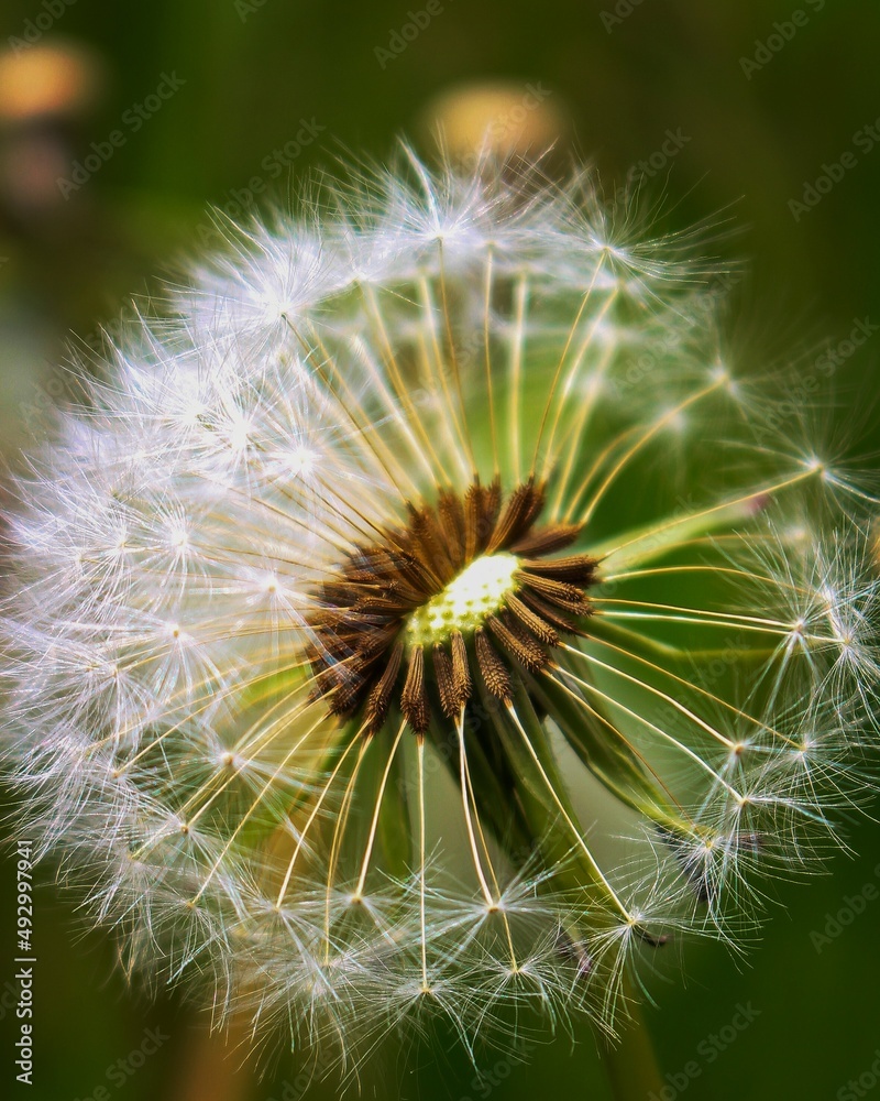 Fototapeta premium dandelion