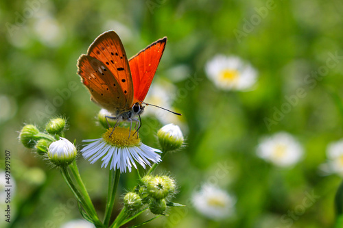 butterfly on a flower