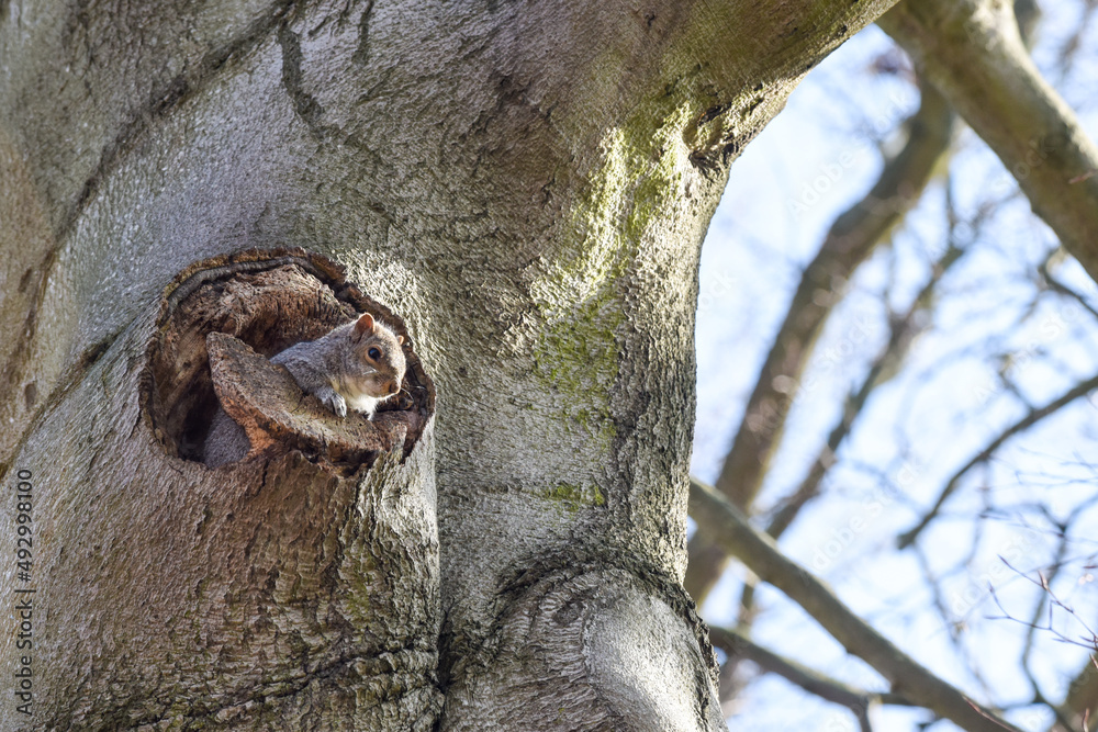 Obraz premium Grey squirrel facing towards camera by a tree in a park