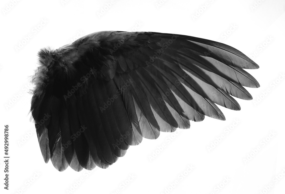 Obraz premium wings bird isolated on white.