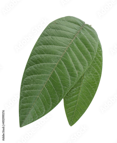 Green fresh mango leaves isolated on white background.