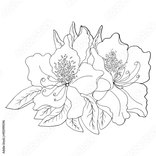 Azalea with leaves close up on a white background. Floral botanical flower. Isolated illustration element.  Elements for coloring  decor. 