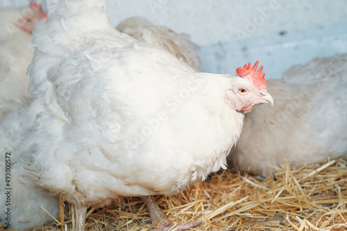 white chickens with a bright red comb of broilers in the village on a home farm in a chicken coop photo