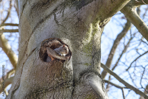 Grey squirrel facing towards camera by a tree in a park © tommoh29