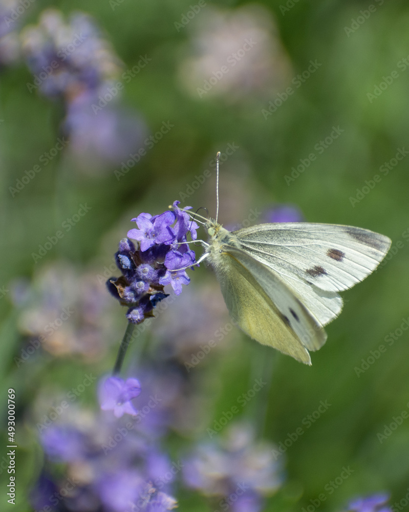 butterfly on lavender butterfly on lavender