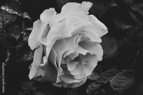 rose on black