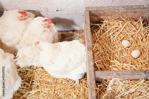 a white hen chicken lays eggs on a home farm on hay in a kuble nest photo