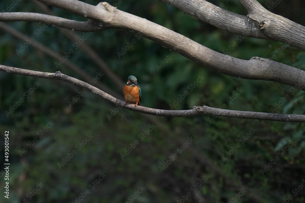 kingfisher in the forest