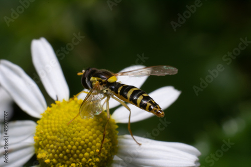 Hoverfly on a flower