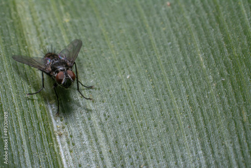 fly on leaf