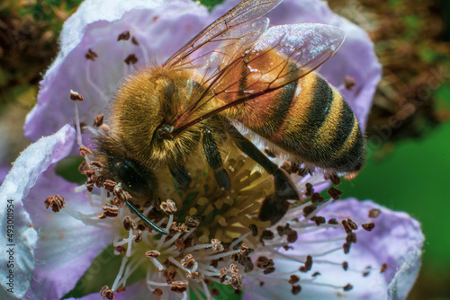 bee on a flower
