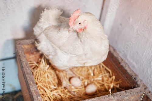 Obraz na plátně a white hen chicken lays eggs on a home farm on hay in a kuble nest
