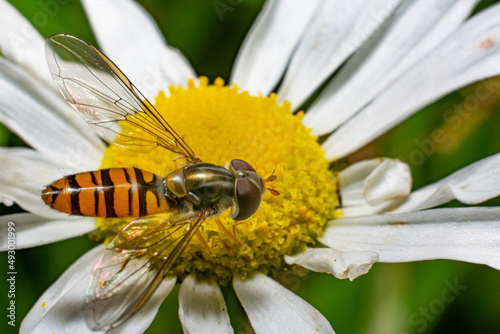 Hoverfly on a flower