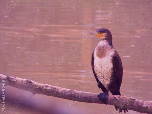 ptak zwierzę kormoran dzika przyroda woda  #493003361