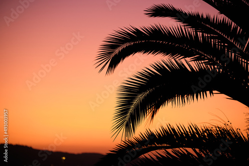 silhouette di una Palma al tramonto