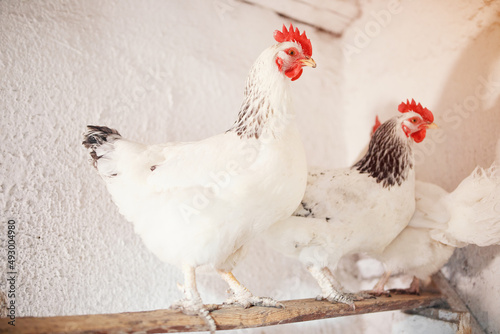 white chickens with a bright red comb of broilers in the village on a home farm in a chicken coop photo