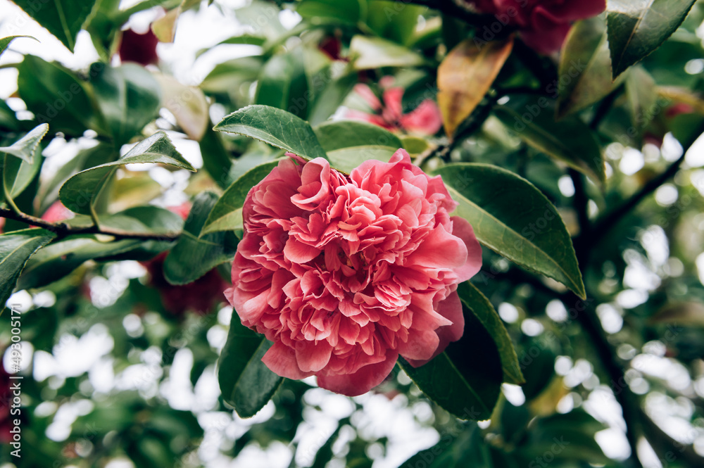 Beautiful Pink Evergreen Camellia Tree with Blooming Flowers during Springtime in English Garden, UK. Spring floral background