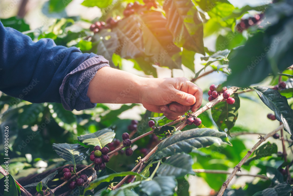 Man Hands harvest coffee bean ripe Red berries plant fresh seed coffee tree growth in green eco organic farm. Close up hands harvest red ripe coffee seed robusta arabica berry harvesting coffee farm Man Hands harvest coffee bean ripe Red berries plant fresh seed coffee tree growth in green eco organic farm. Close up hands harvest red ripe coffee seed robusta arabica berry harvesting coffee farm