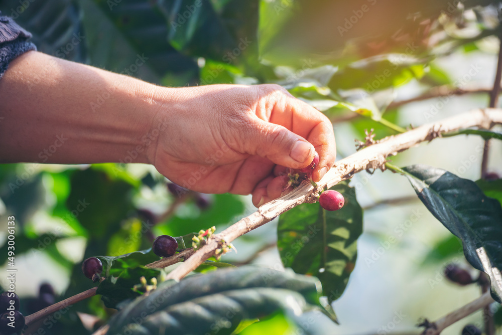 Man Hands harvest coffee bean ripe Red berries plant fresh seed coffee tree growth in green eco organic farm. Close up hands harvest red ripe coffee seed robusta arabica berry harvesting coffee farm Man Hands harvest coffee bean ripe Red berries plant fresh seed coffee tree growth in green eco organic farm. Close up hands harvest red ripe coffee seed robusta arabica berry harvesting coffee farm