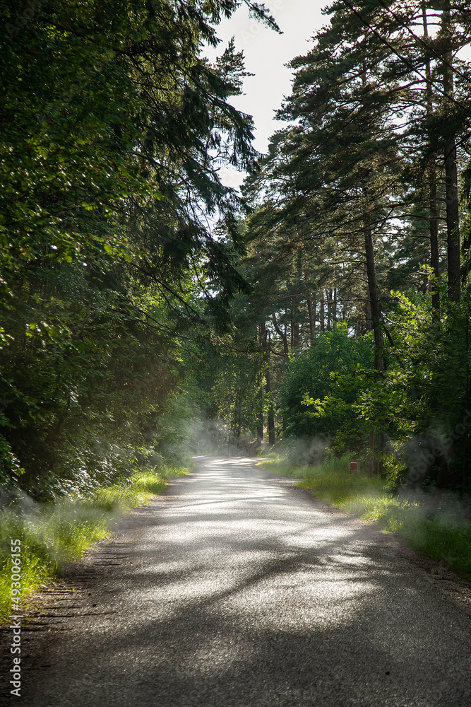 Fototapeta premium Foggy road in forest
