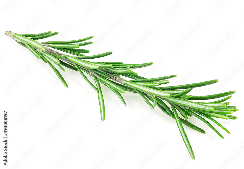 Front view of fresh green rosemary branch isolated on a white background. Rosemary sprig.