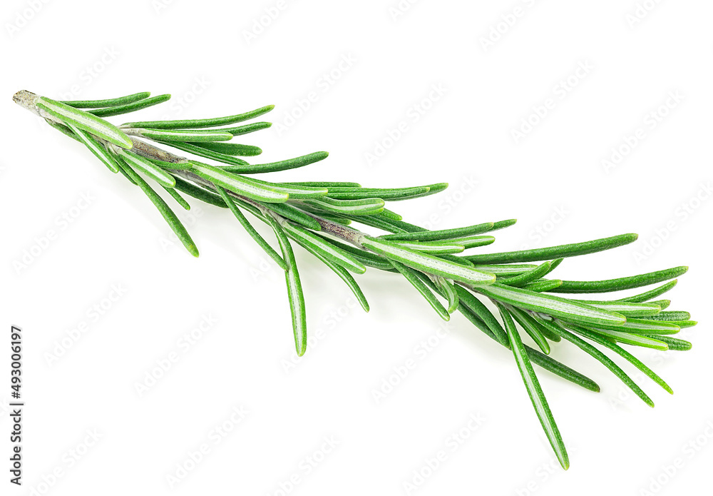 Front view of fresh green rosemary branch isolated on a white background. Rosemary sprig. Front view of fresh green rosemary branch isolated on a white background. Rosemary sprig.
