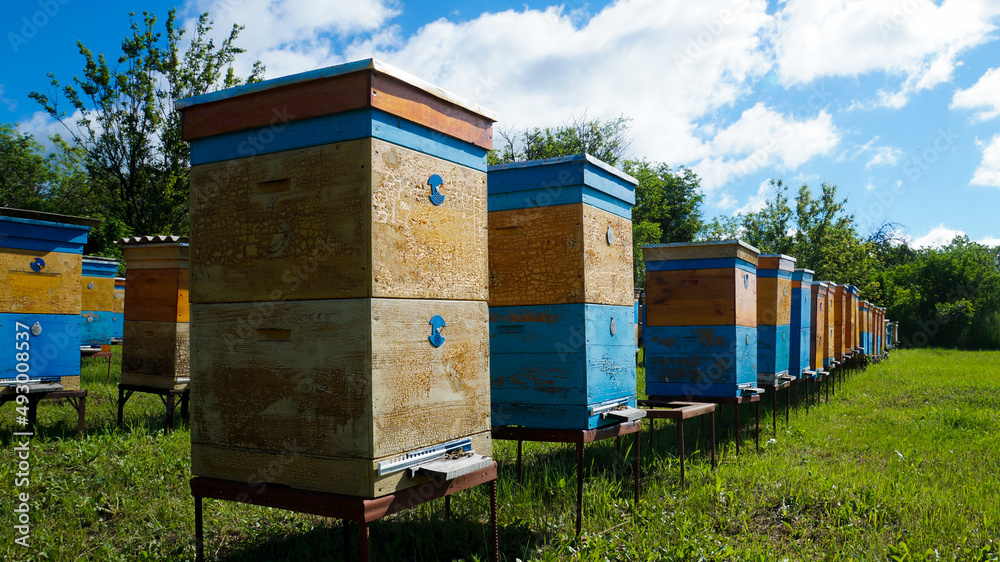 Rural apiary and honey production. Bee hive. Swarm of bees. Beekeeping. Rural apiary and honey production. Bee hive. Swarm of bees. Beekeeping.