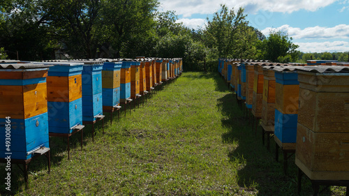 Rural apiary and honey production. Bee hive. Swarm of bees. Beekeeping.