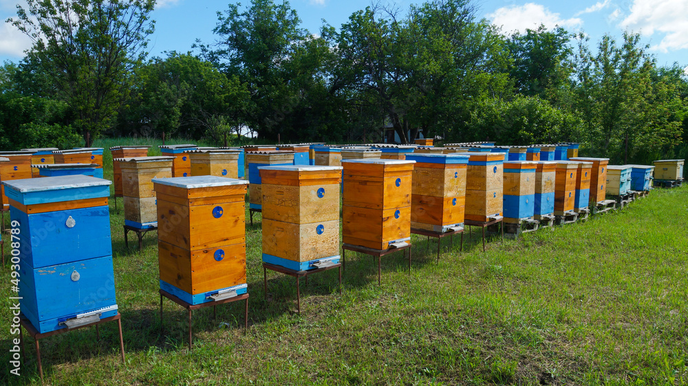 Rural apiary and honey production. Bee hive. Swarm of bees. Beekeeping.