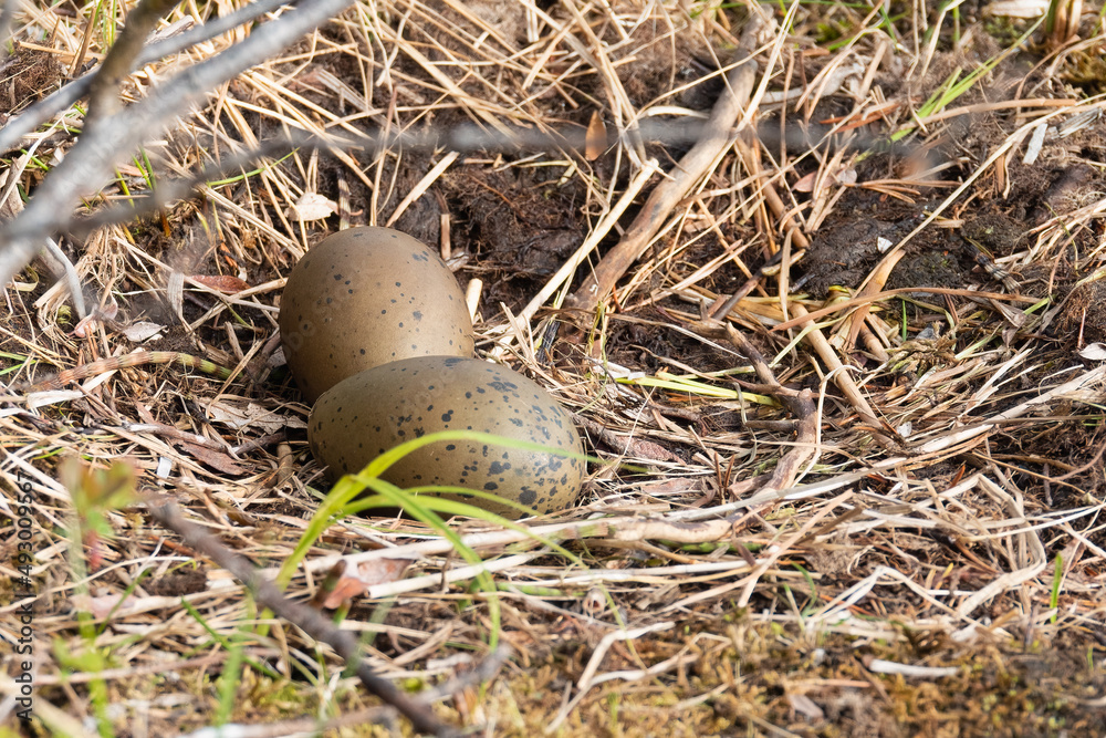 Obraz premium Black-throated Diver
