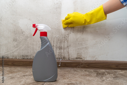 Close-up of a woman's hand in yellow rubber gloves cleans the wall of black mold with a special antifungal agent and sponge