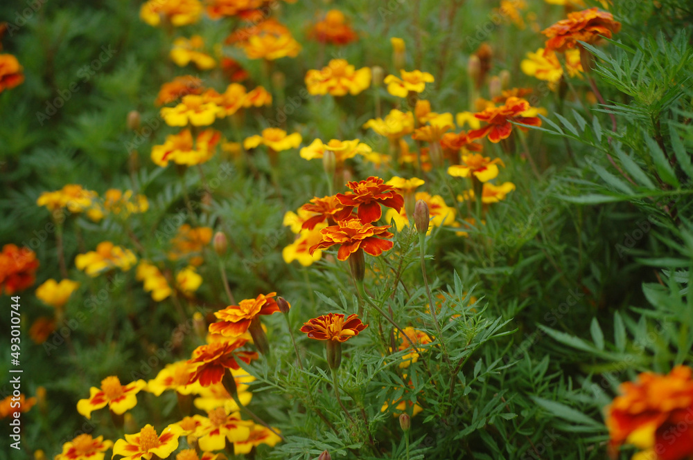 orange flowers in the garden