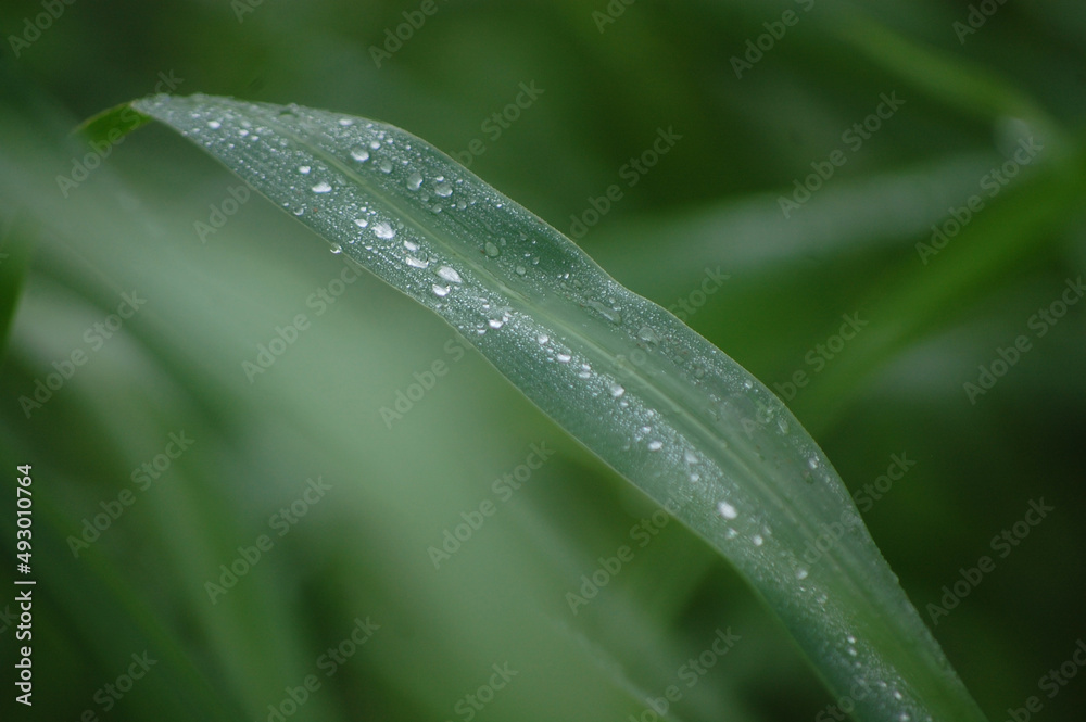 water drops on a grass water drops on a grass