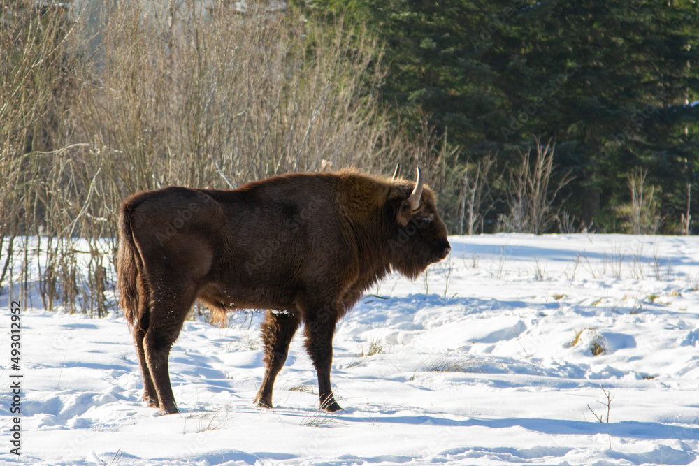 European bison (Bison bonasus) in winter in the natural environment, Skole Beskydy National Park, Ukraine. European bison (Bison bonasus) in winter in the natural environment, Skole Beskydy National Park, Ukraine.