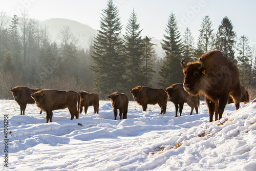 European bison (Bison bonasus) in winter in the natural environment, Skole Beskydy National Park, Ukraine.