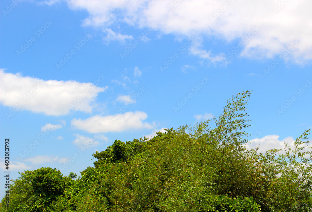 雲と青空と揺れる木の風景