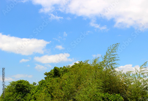 Fototapeta Naklejka Na Ścianę i Meble -  雲と青空と揺れる木の風景