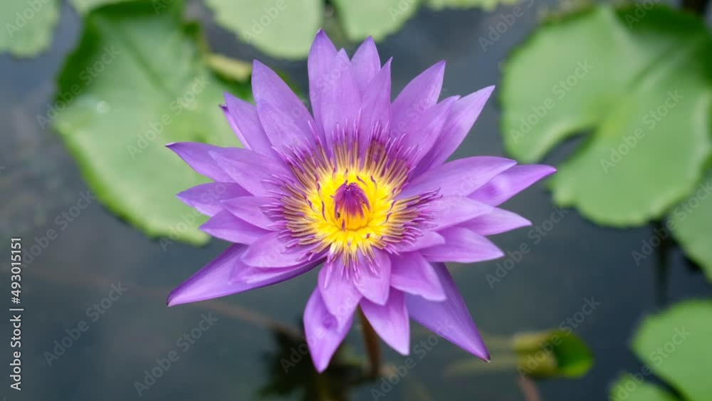 beautiful lotus flower in pond, droplet water on lotus, pink white color
beautiful lotus flower in pond, droplet water on lotus, pink white color