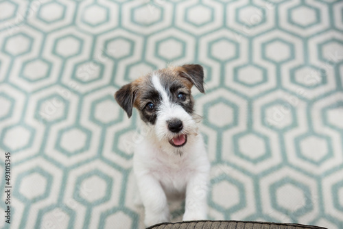 Portrait puppy jack russell dog begging food or asking for get on the couch