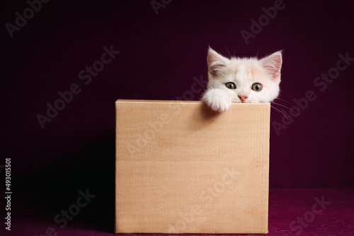 Scottish fold Kitten in a box with purple background in the studio. Tabby kitten on violet background.
