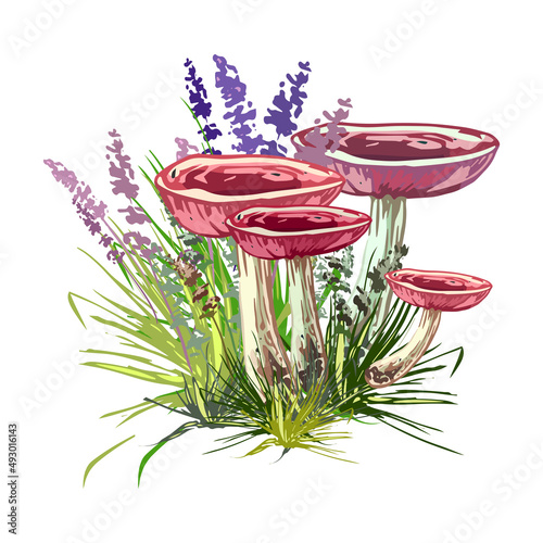 russula in the grass, autumn composition, mycelium Family of russula in lavender colors, isolated vector illustration, autumn composition