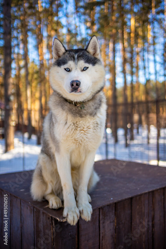Portrait of gorgeous  cute and happy Siberian Husky dog standing in dog farm near Kemerovo  Siberia  Russia