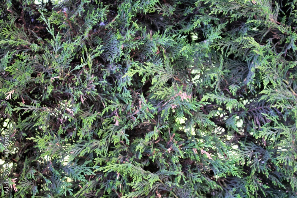 evocative close-up image of fir branches
evocative close-up image of fir branches